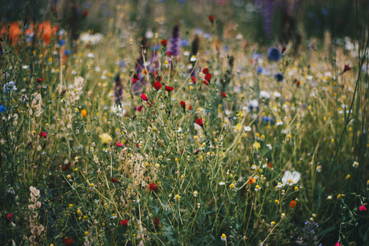 MEXIKO, KAUKASUS & HOLLAND – Aber heimische Wildblumen machen Deinen Garten noch bunter!