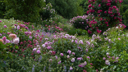 Foto eines üppigen Cottage-Gartens von Andrea Schmutz: Vorn und mittig wölben sich dichte Büsche mit pastellrosafarbenen und tiefpinkroten Rosenblüten, dazwischen durchbrechen blauviolette Stauden und knospende grünen Nigella-Früchte das Blütenmeer; im Hi