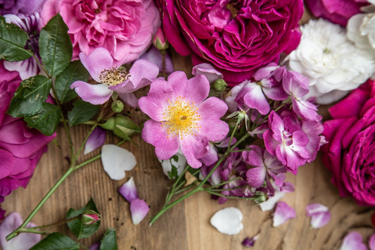 DIE WAHL DER RICHTIGEN ROSE – Oder welche Rose passt in meinen Garten?