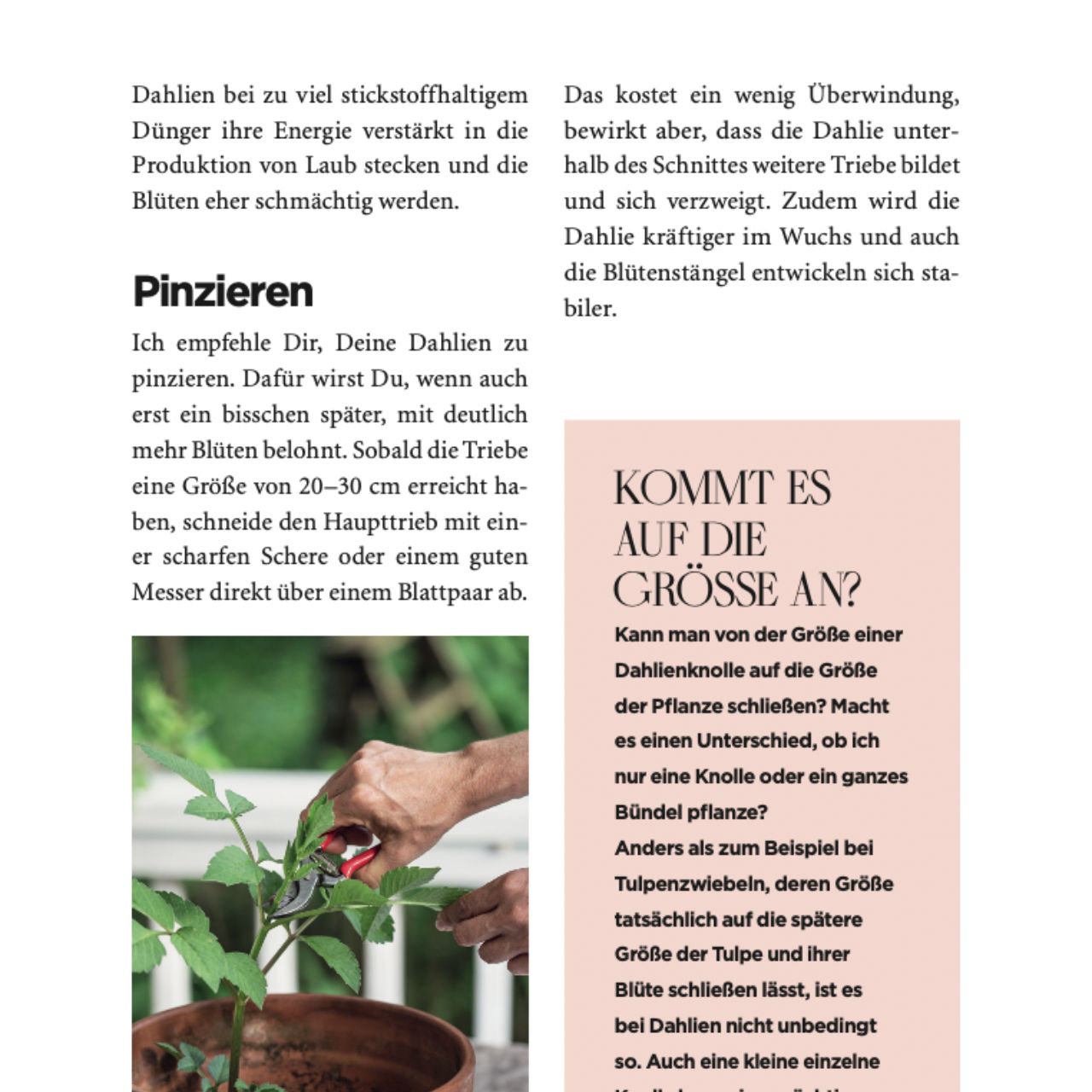 Ebook DAHLIENZAUBER