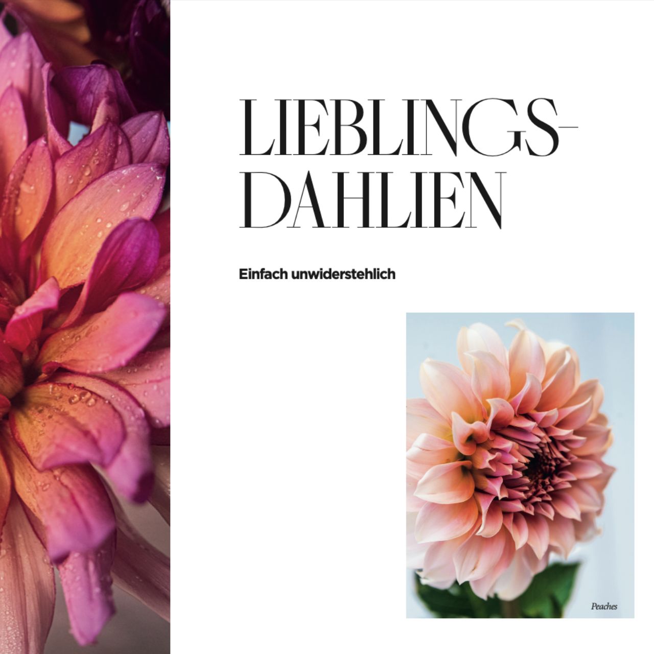 Ebook DAHLIENZAUBER