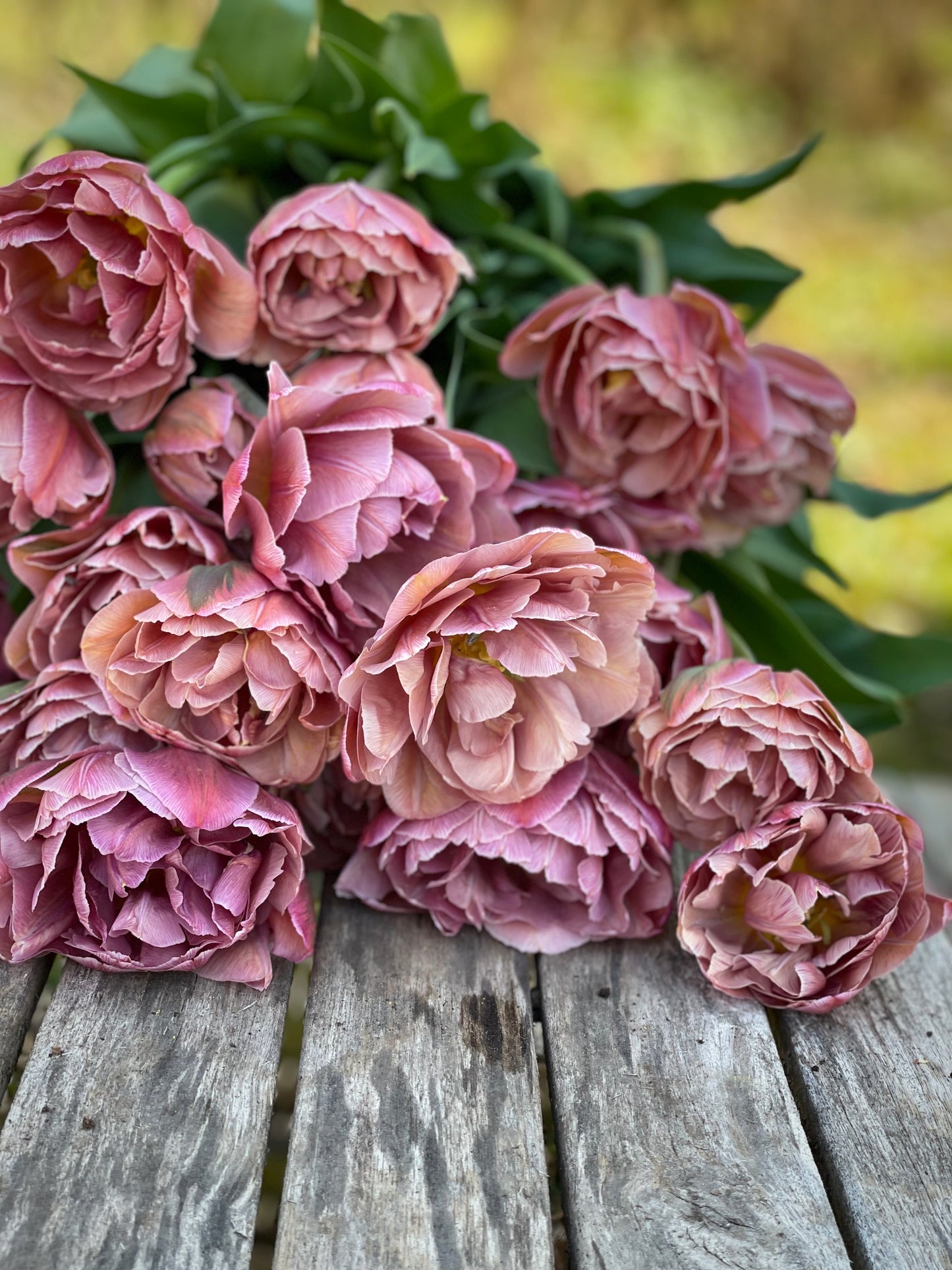 Tulpe Pink Treasure
