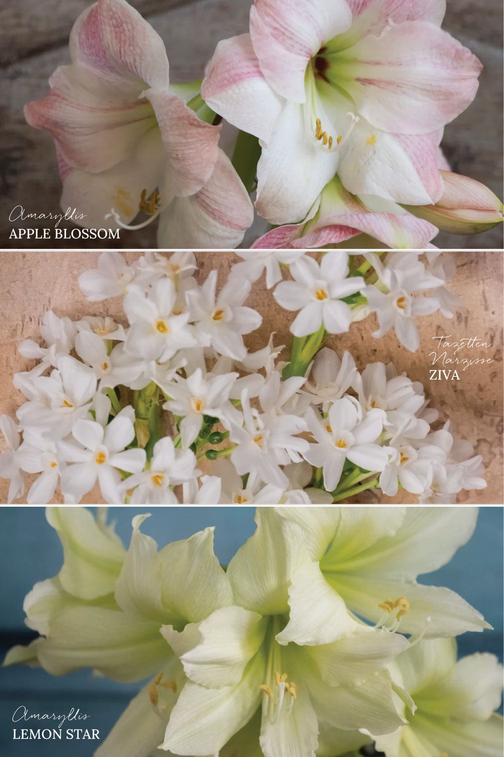 Winterglück "Blush" – 12 Zwiebeln