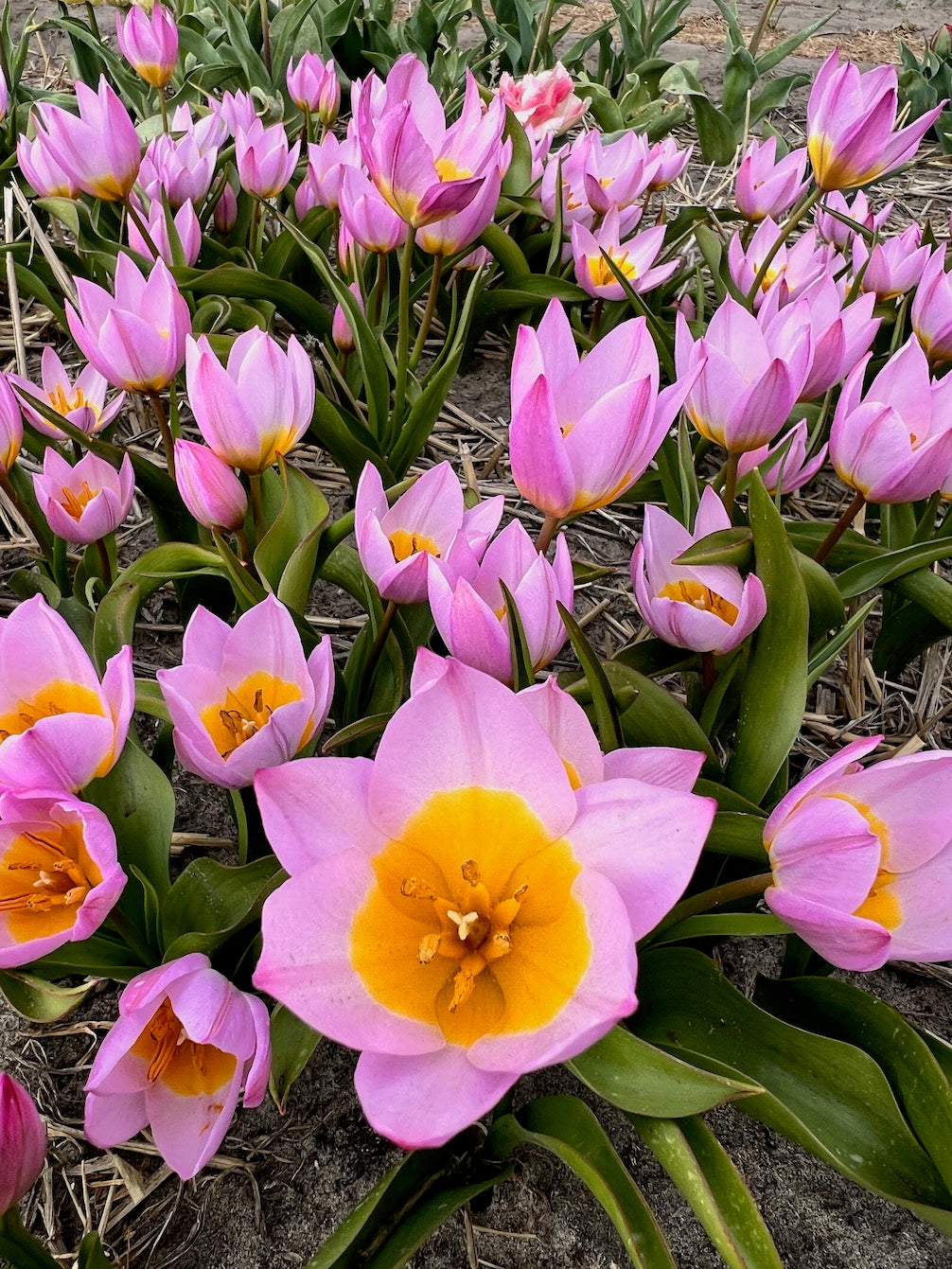 Tulpe Bakeri Lilac Wonder