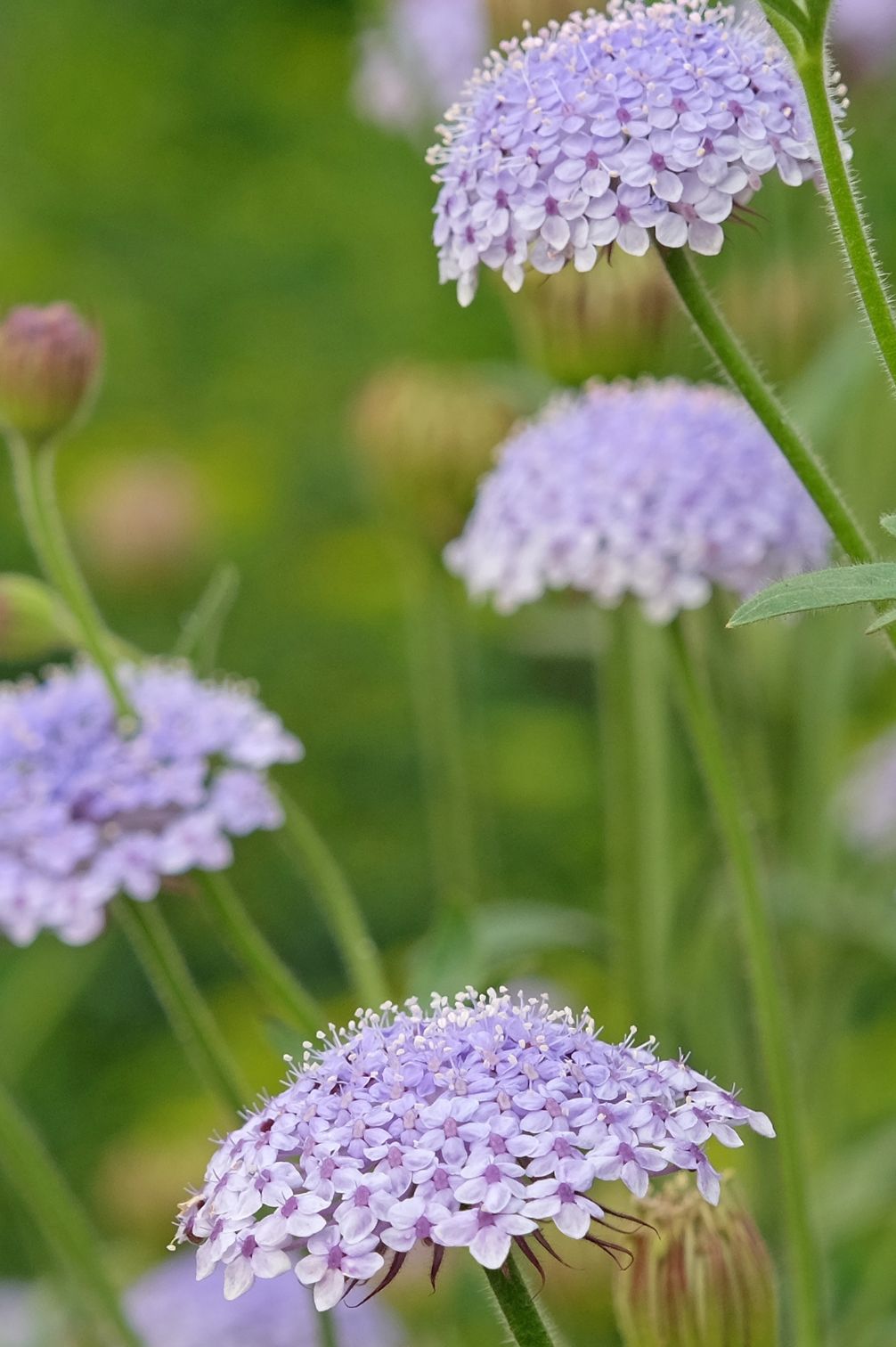 Blaudolde "Lavender Blue"