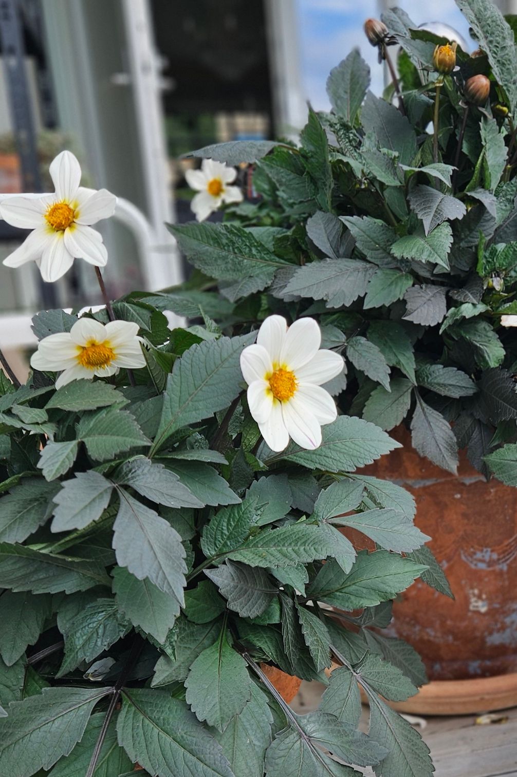 Dahlie "Dahlegria White"