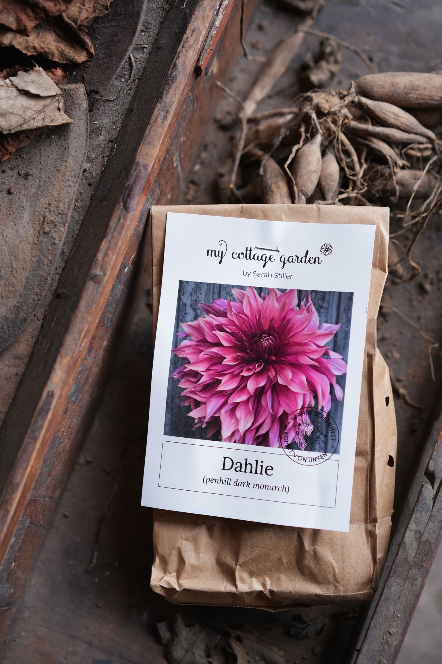 Dahlie "Penhill Dark Monarch"