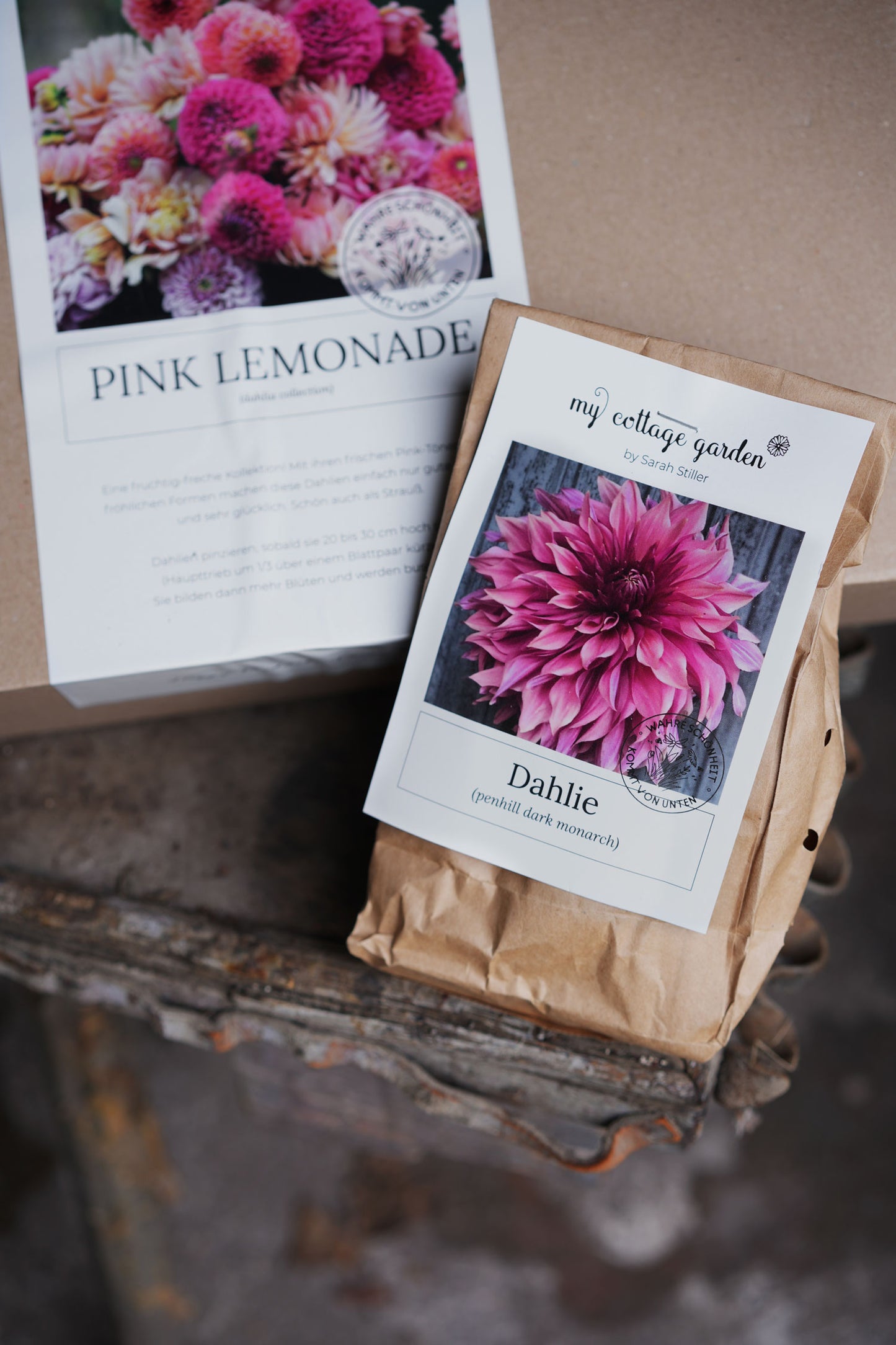 Dahlie "Penhill Dark Monarch"