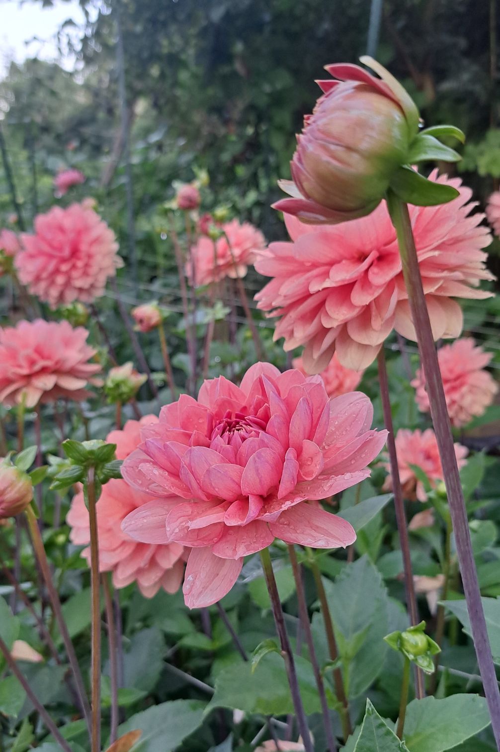 Dahlie "Chateau de la Bourdaisiere" – Bio