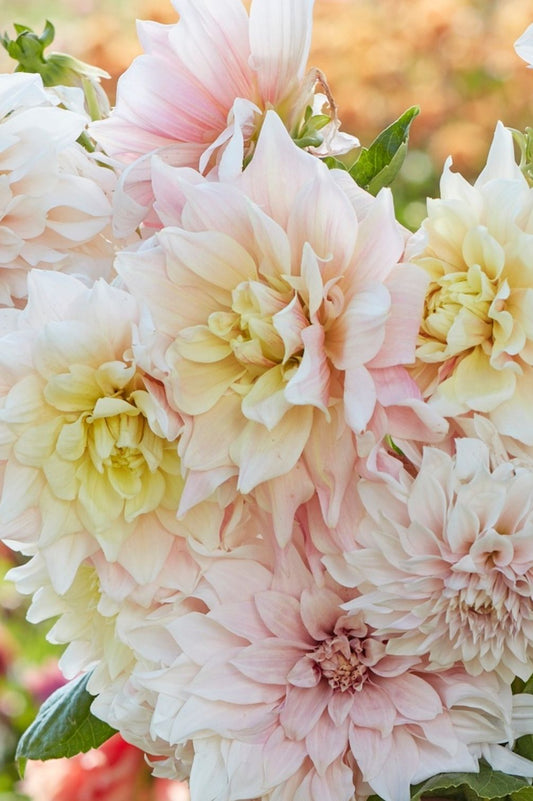 Dahlien Duo Pastel Cloud