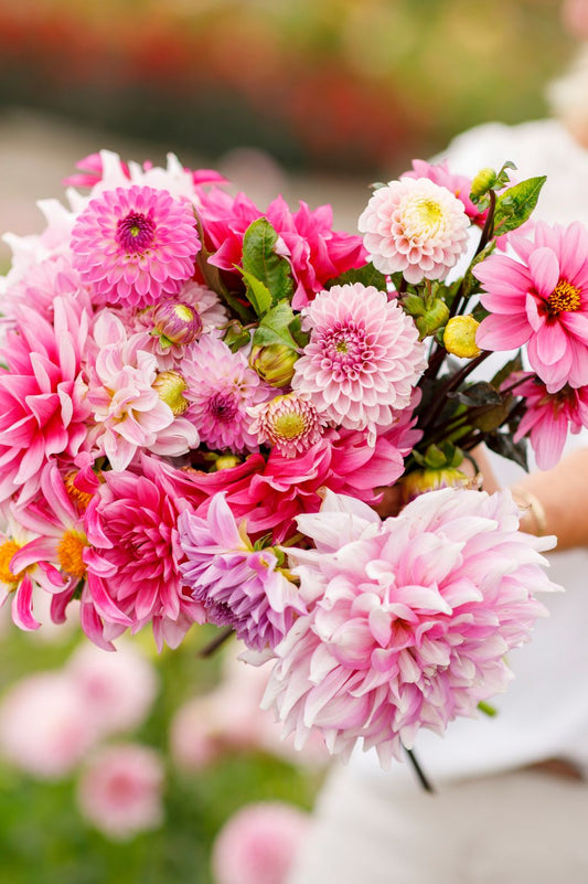 Dahlien-Mix Rhapsody in Pink