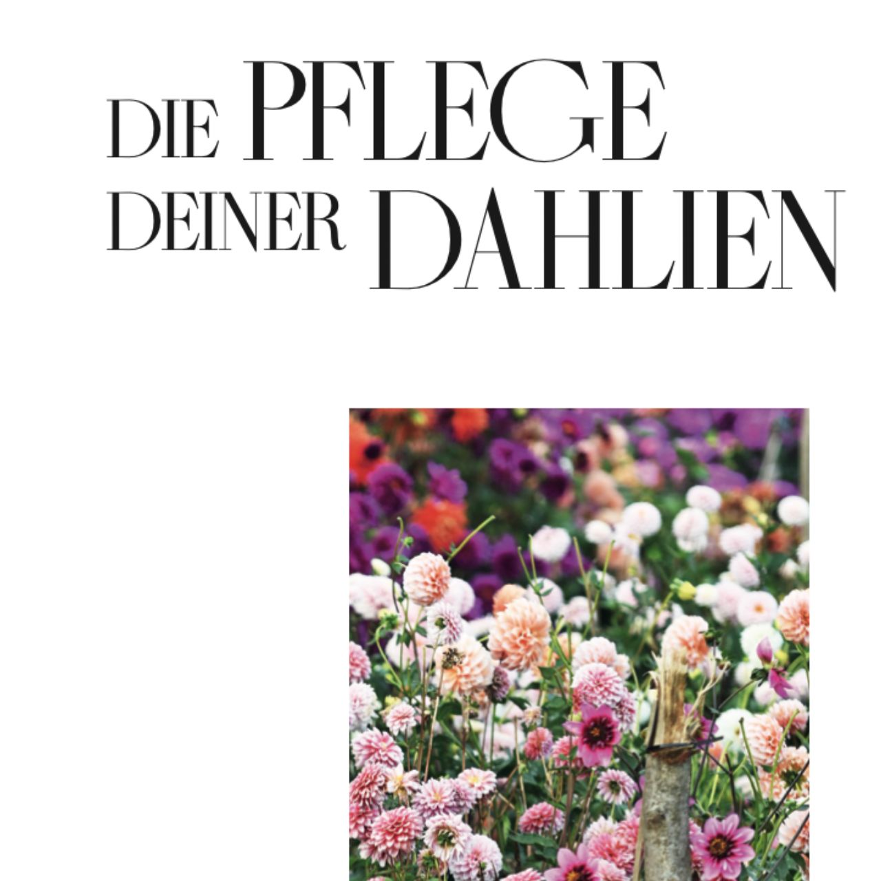 Ebook DAHLIENZAUBER