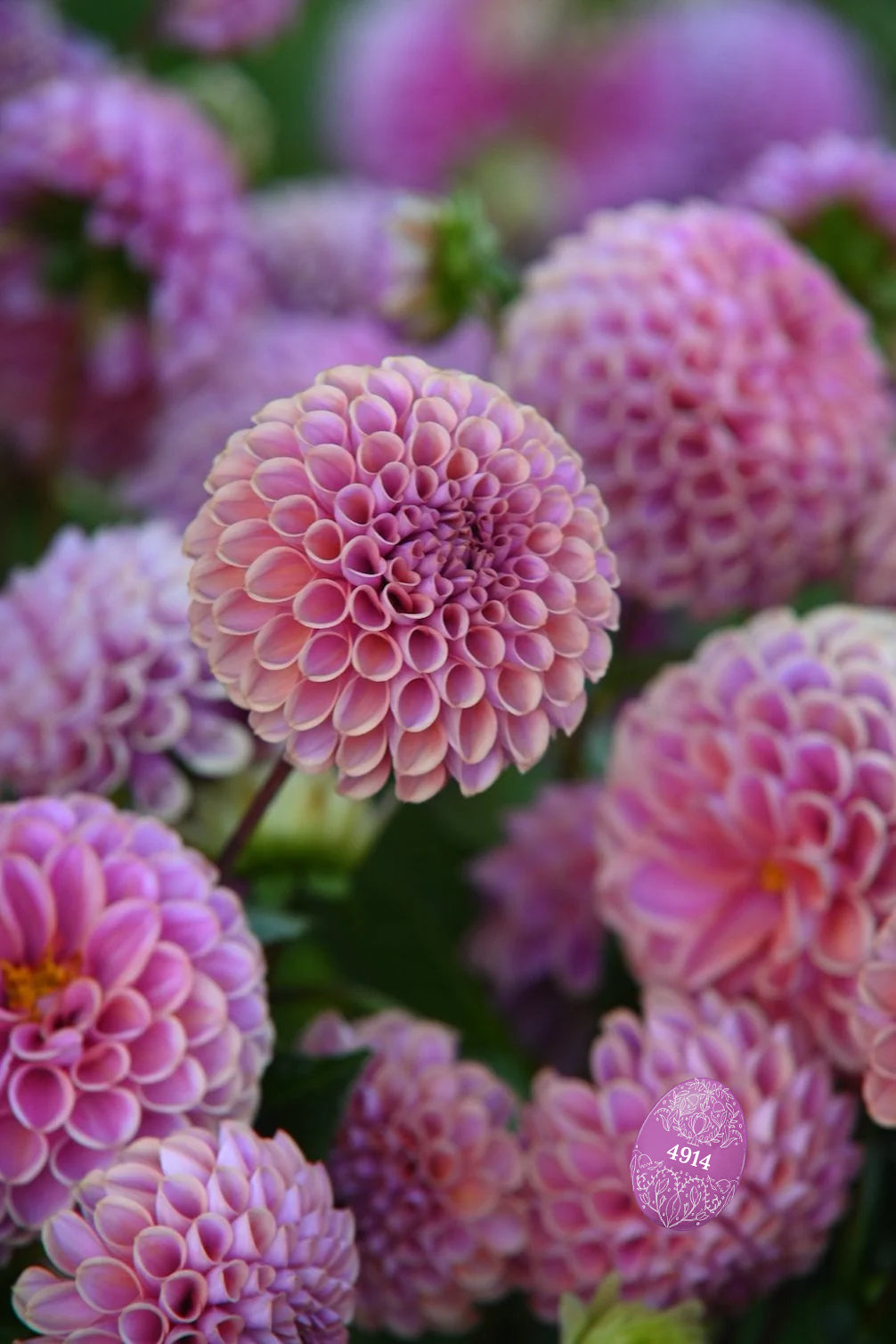 Dahlia "Jowey Winnie"
