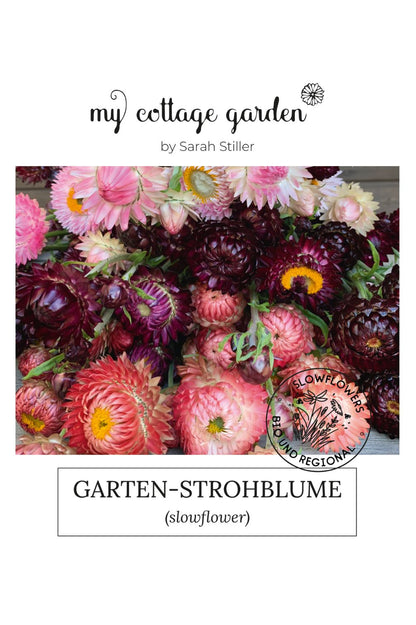 Bunte Mischung von Garten Strohblumen