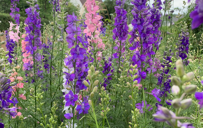 Rosa und lila Gartenrittersporn bluehend im Garten
