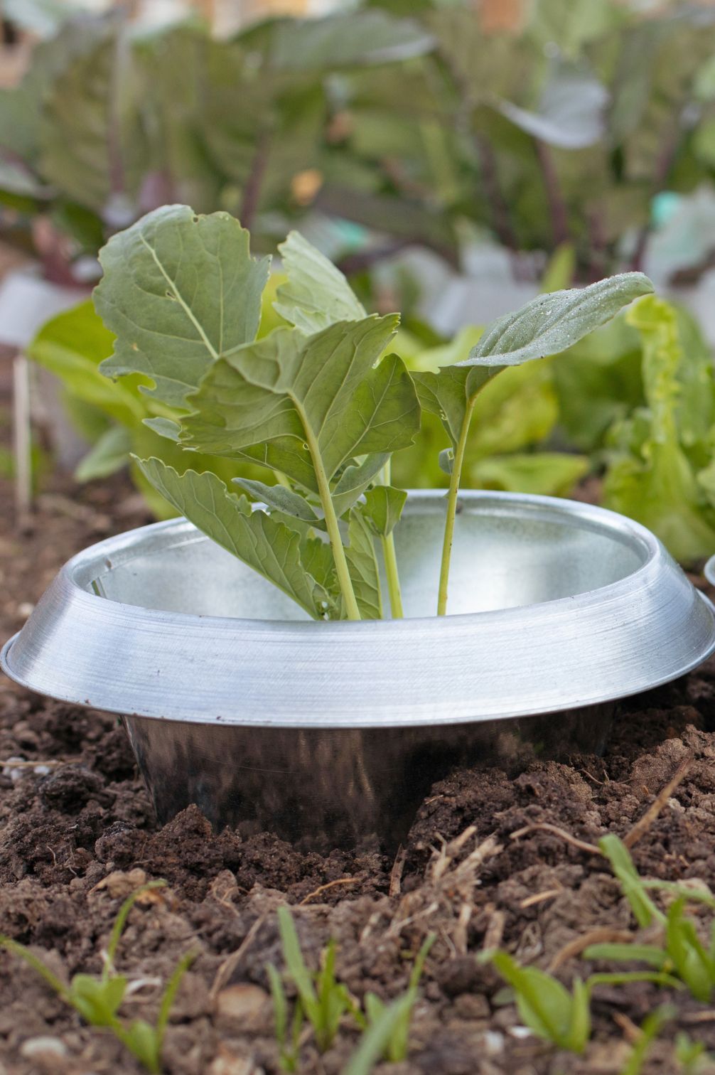 Schneckenkragen um Schnecken fernzuhalten