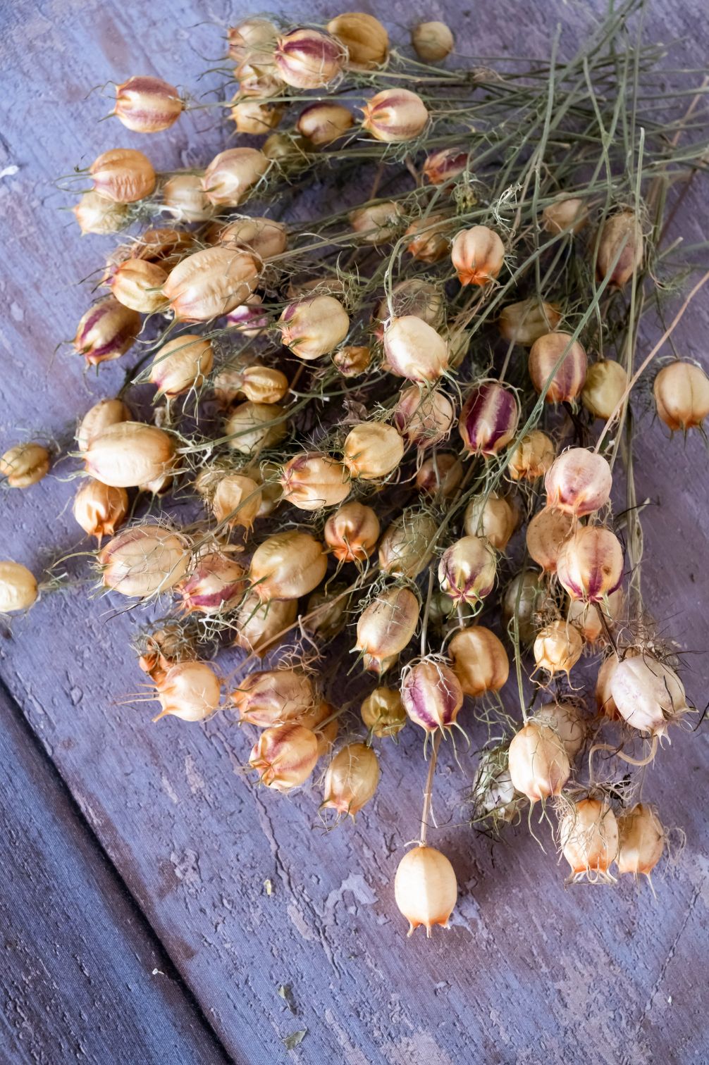 Jungfer im Grünen "Miss Jekyll"