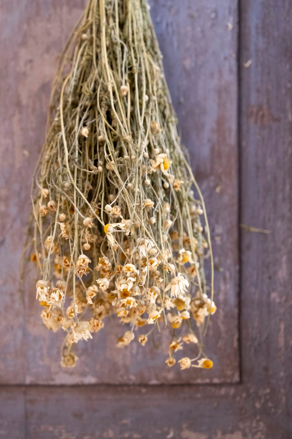 Ein haengender Strauss Kamille als Trockenblume