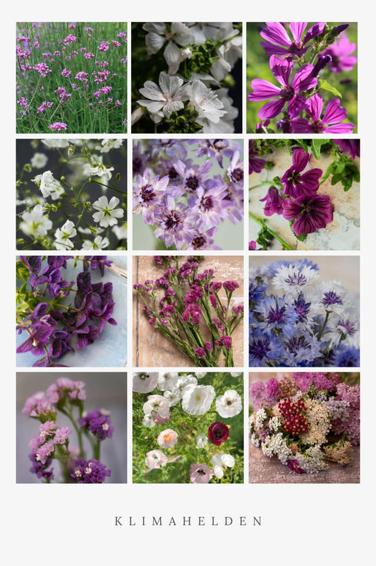 Klimahelden-Mix – 12 Packungen