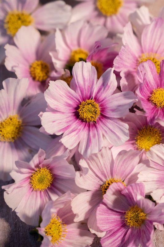 Foto Kosmee Daydream