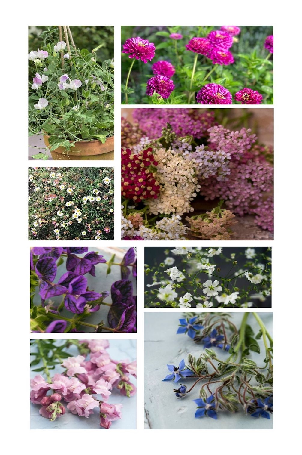 Blühender Balkon – 8 Sorten für Töpfe