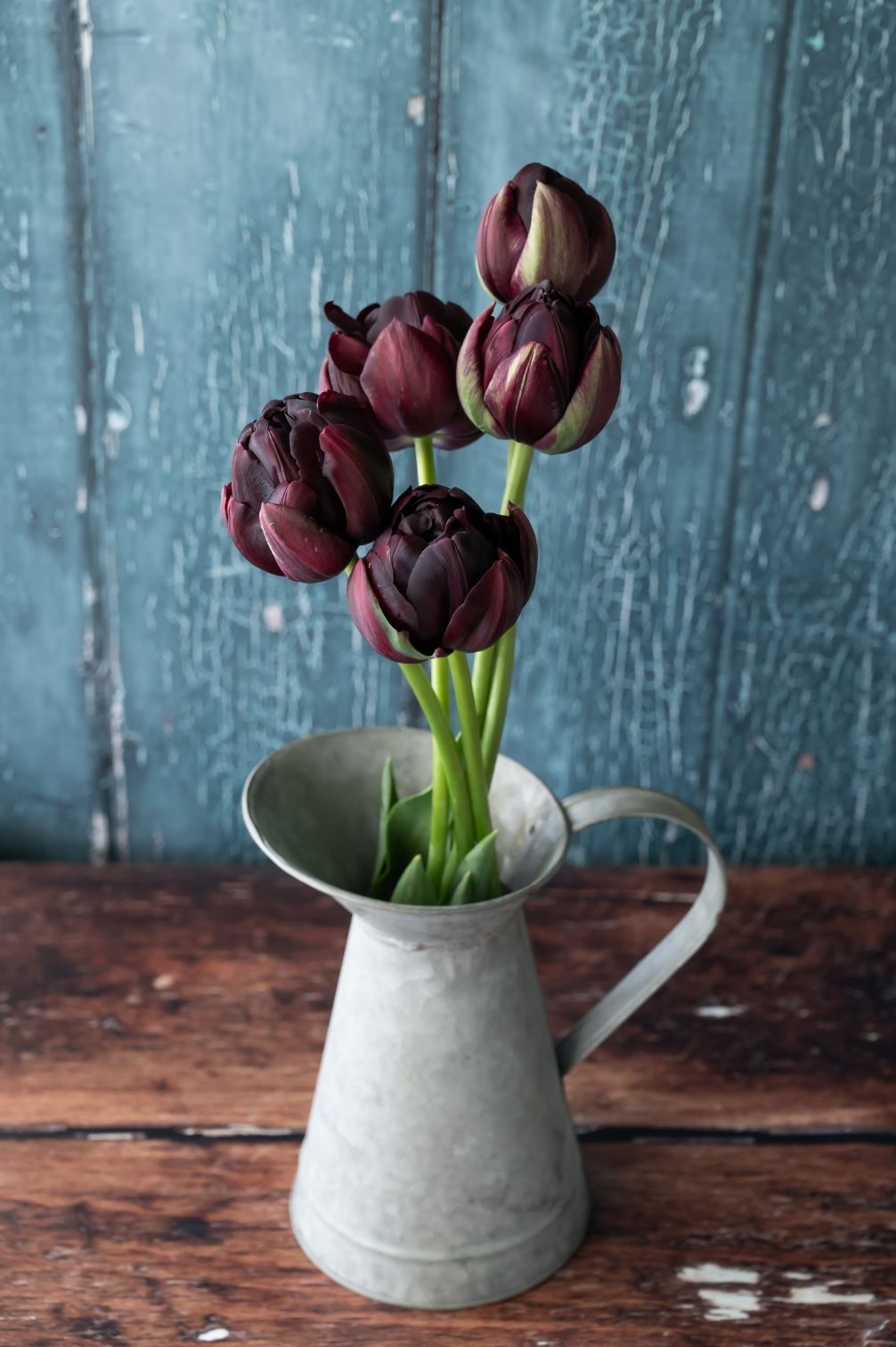 Tulpe Black Hero