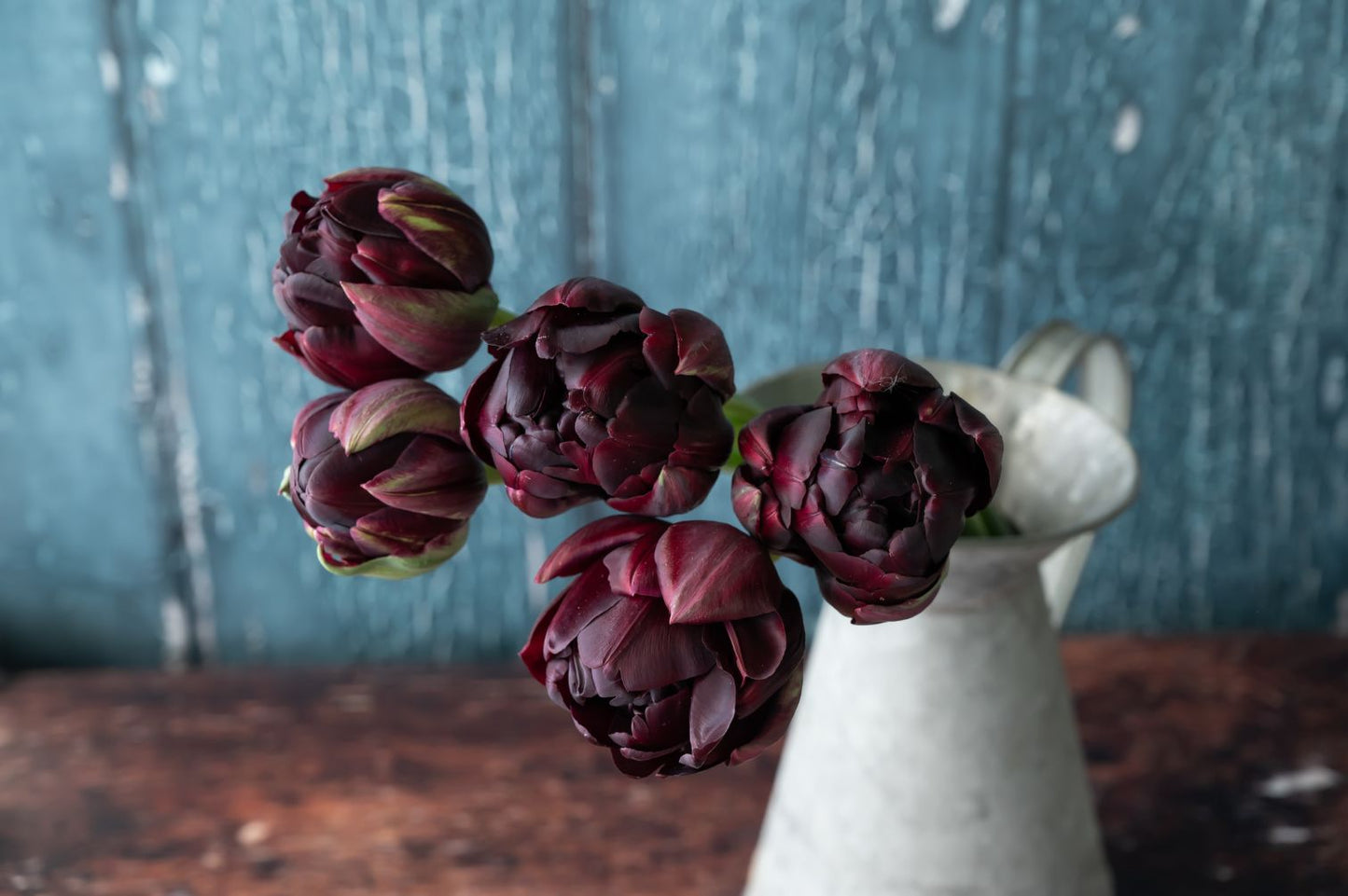 Tulpe Black Hero