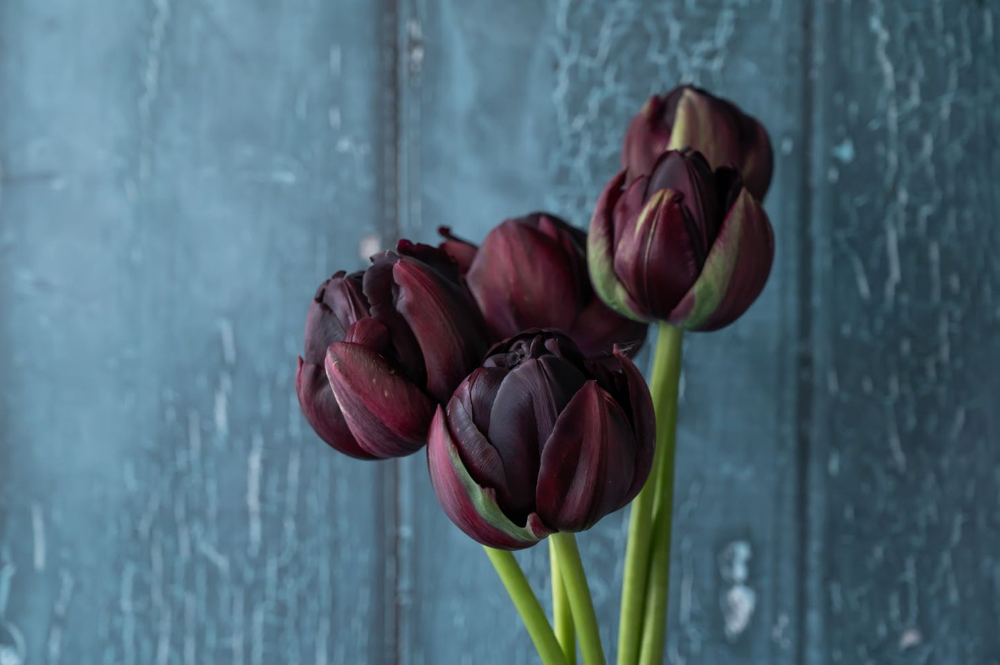 Tulpe Black Hero