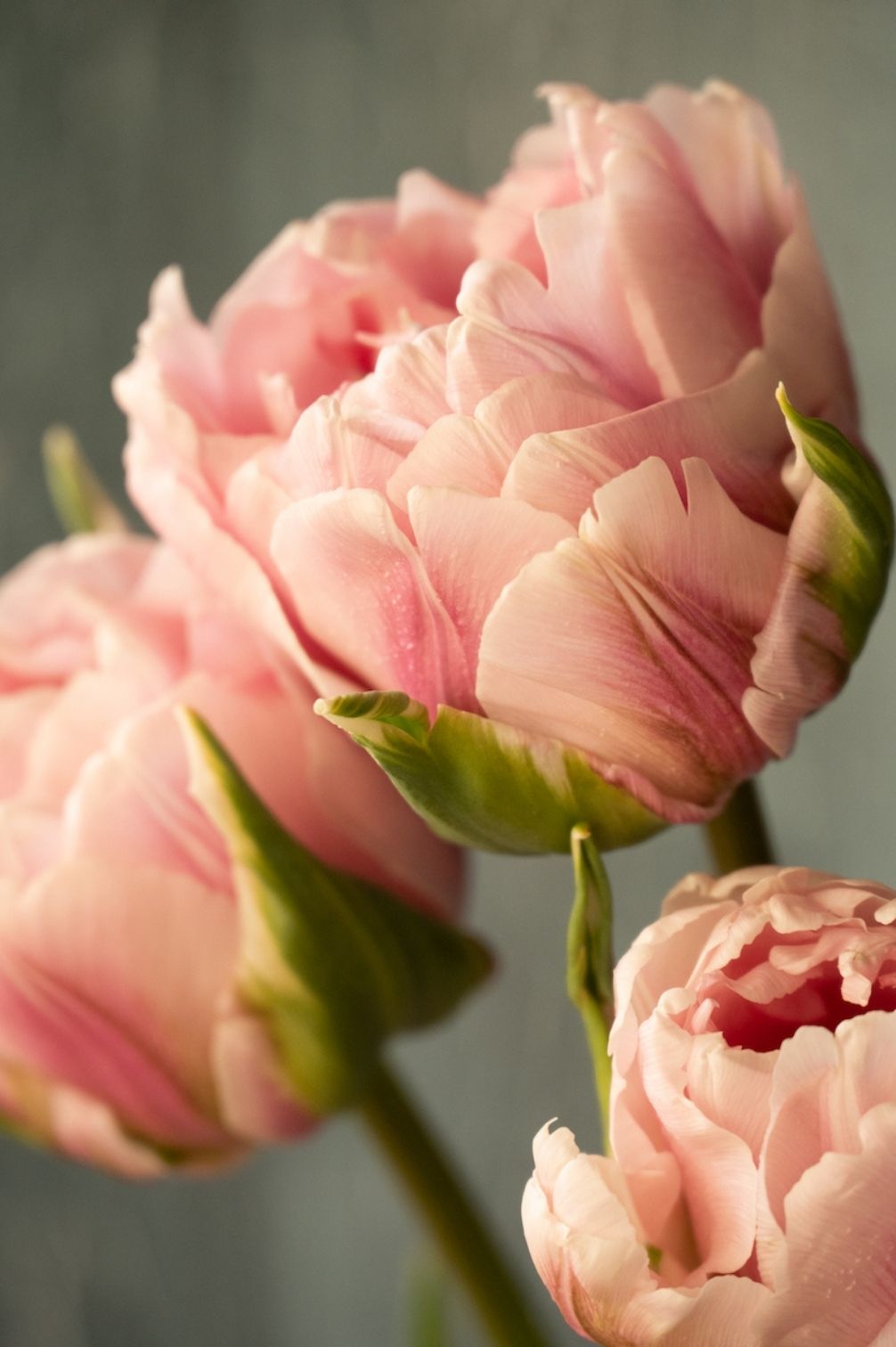 Tulpe Gabriella Double