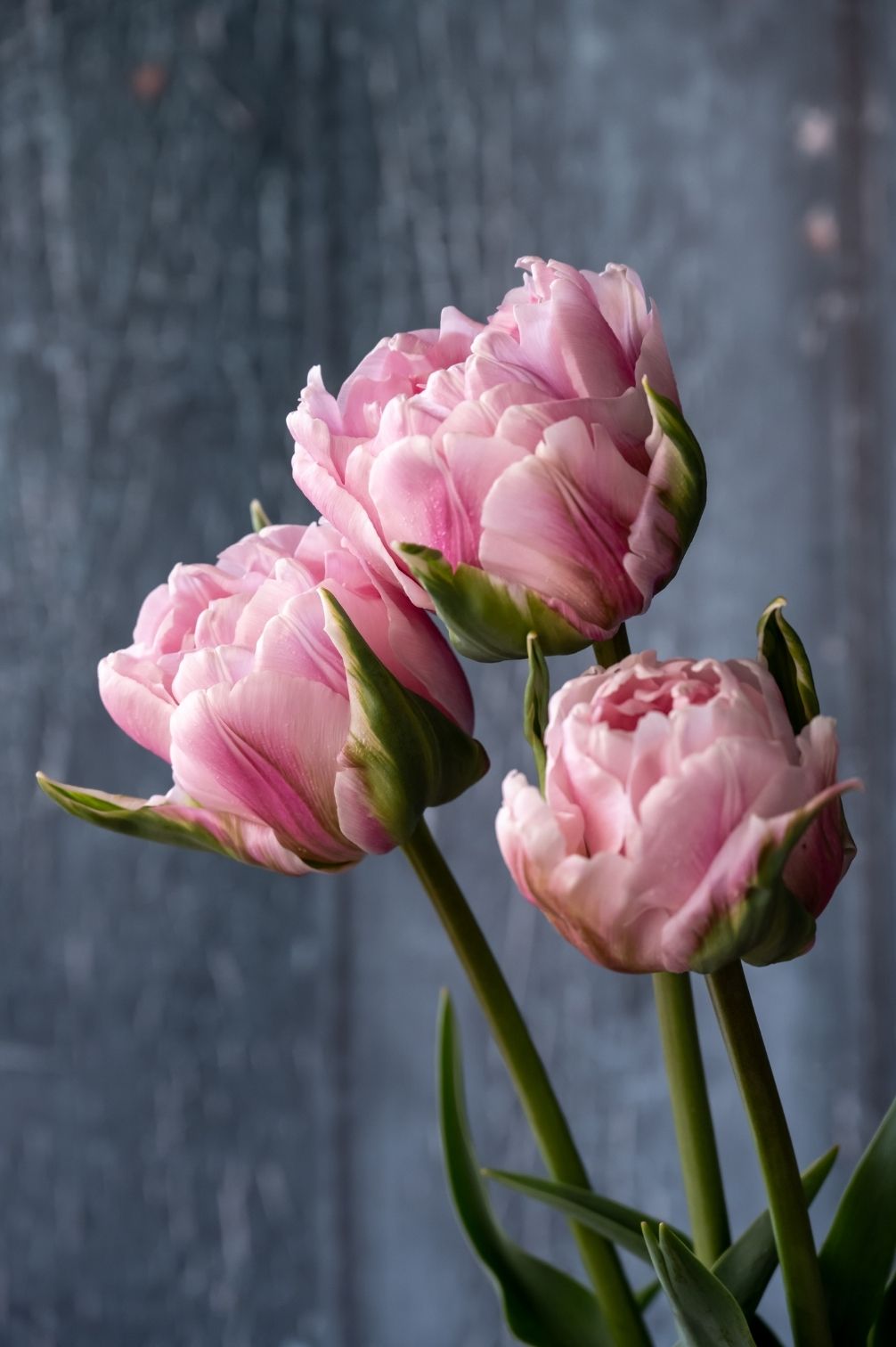 Tulpe Gabriella Double
