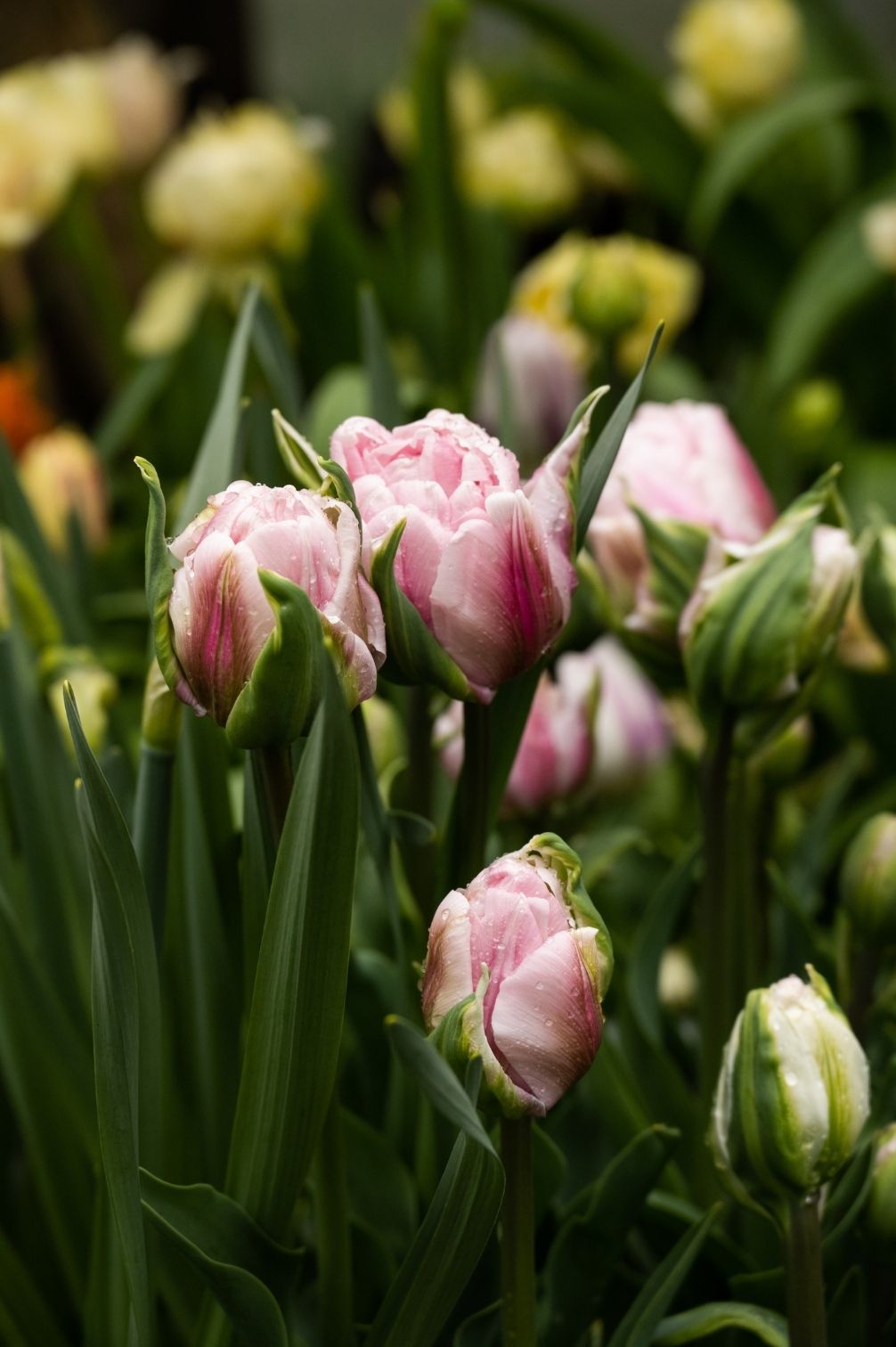Tulpe Gabriella Double