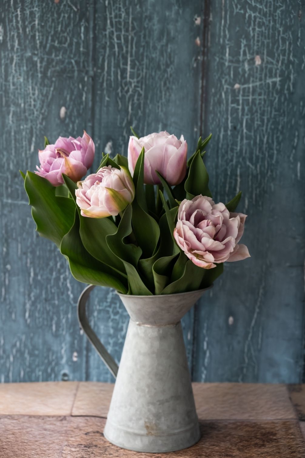 Tulpe Katinka