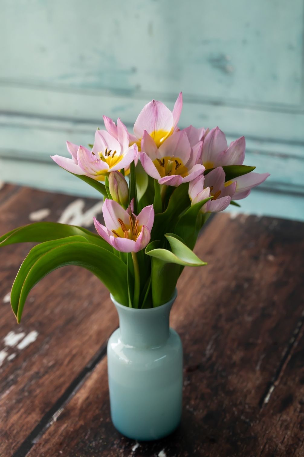Tulpe Bakeri Lilac Wonder