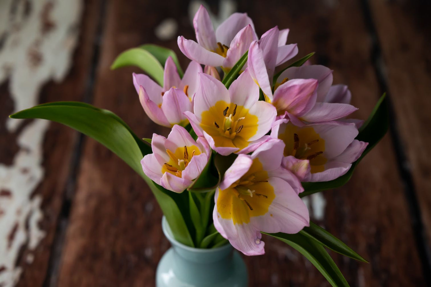 Tulpe Bakeri Lilac Wonder