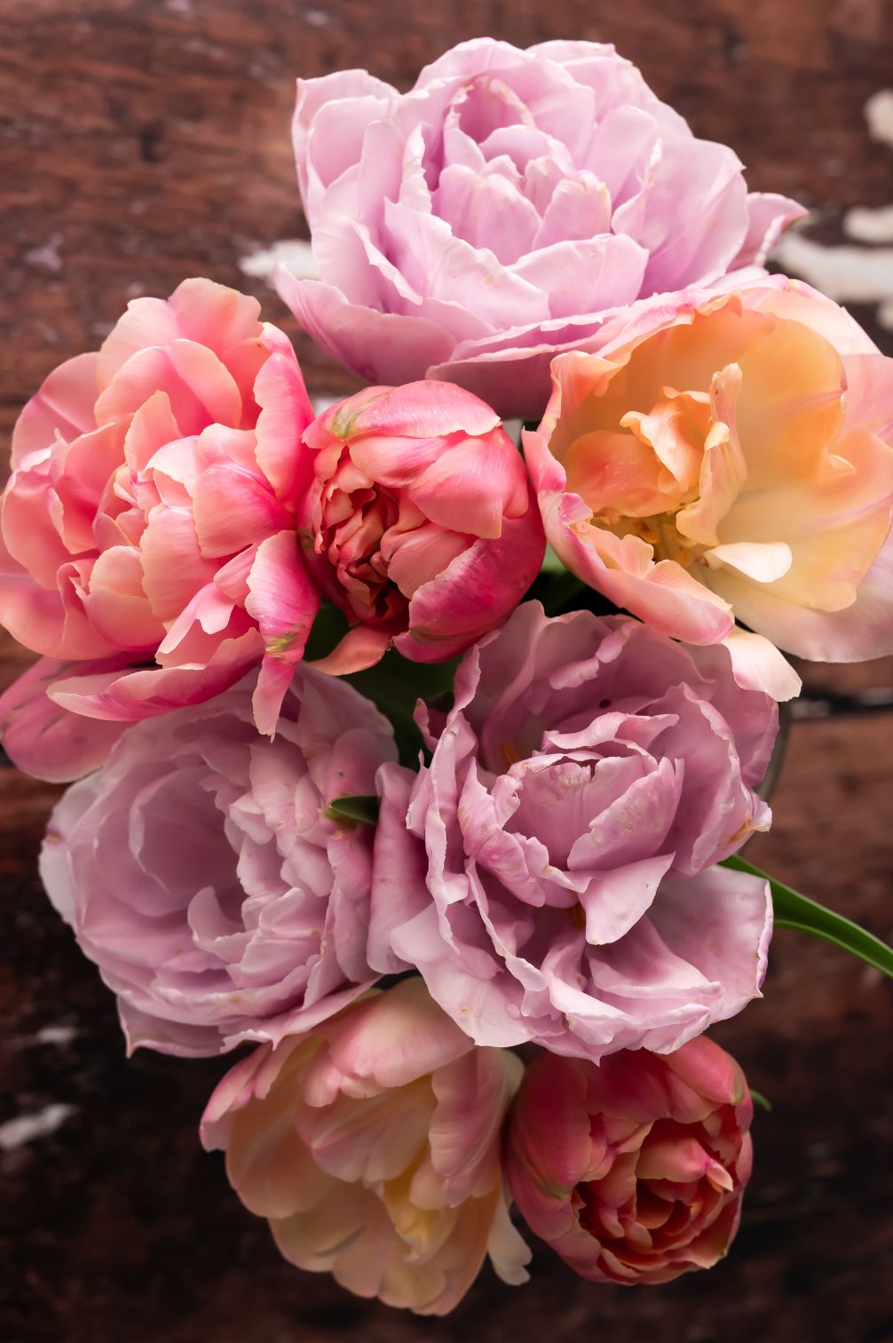 Tulpenmischung Spring Sorbet