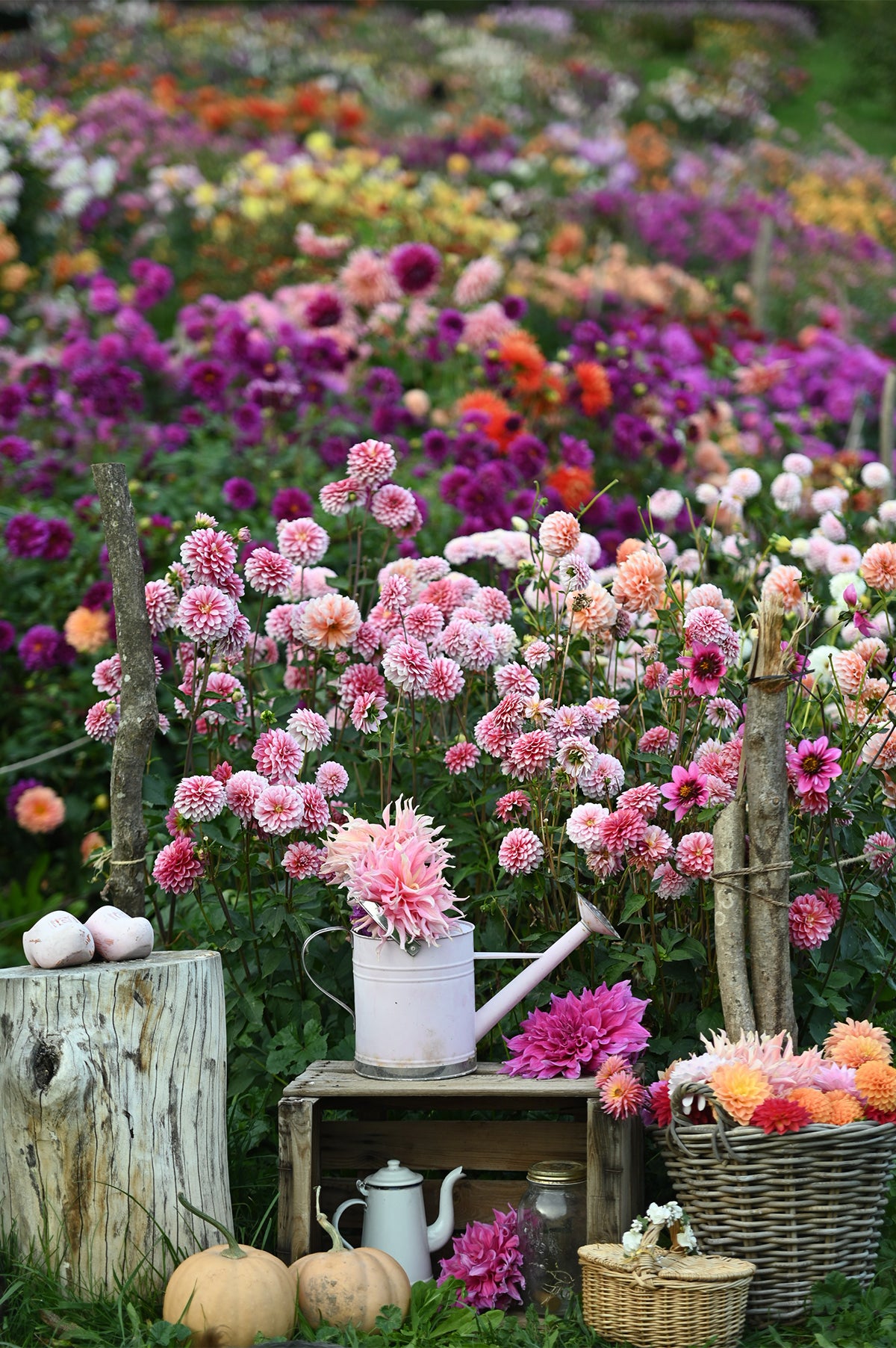 Dahlien-Masterclass: Gemeinsam durch die Saison!