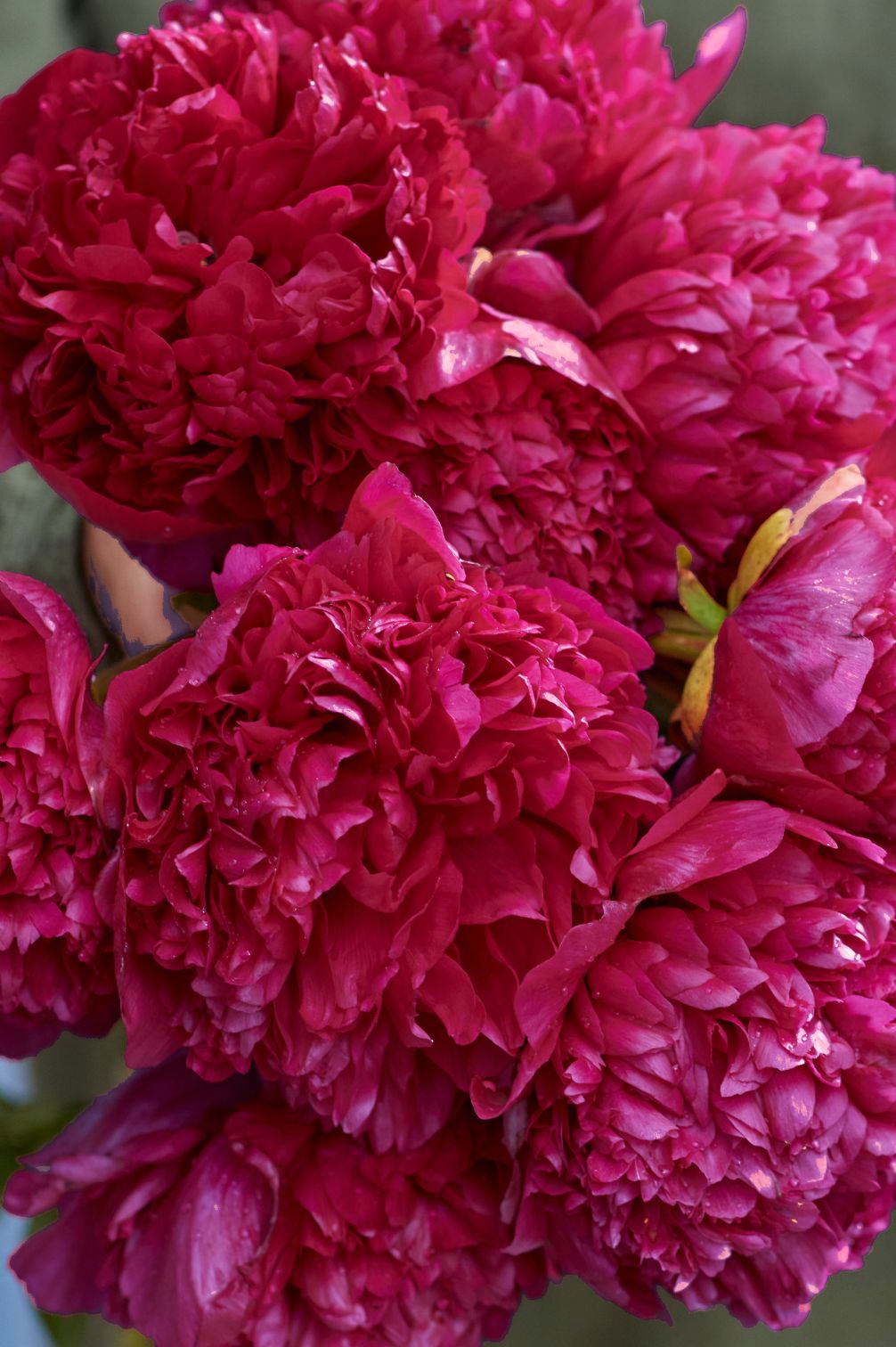 Pinke Pfingstrose Henry Bockstoce