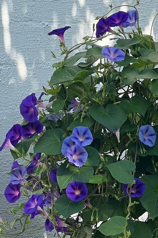 Prunkwinde Ipomoea purpurea