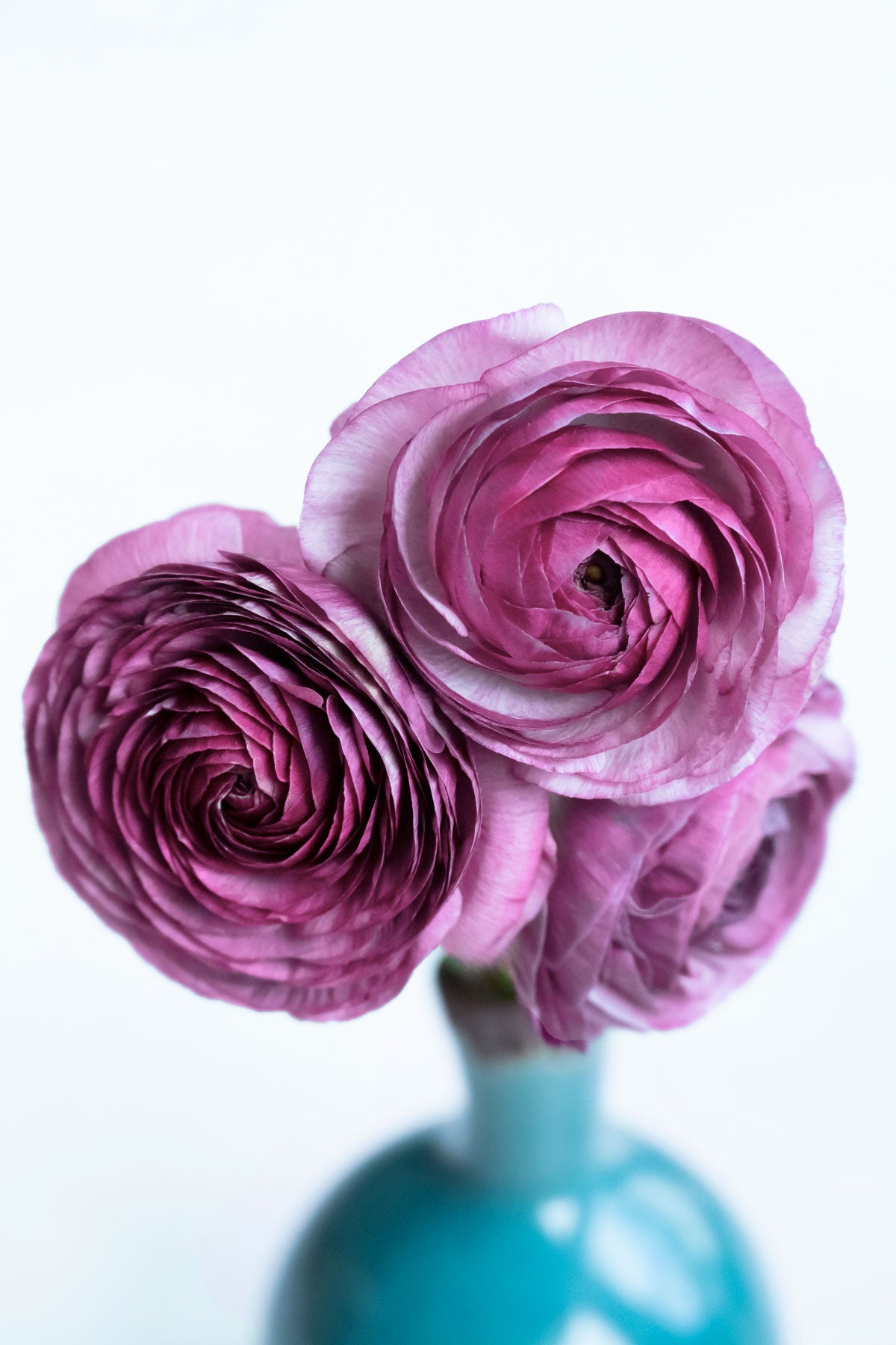 Ranunkel "Purple Jean" – 10 Krallen