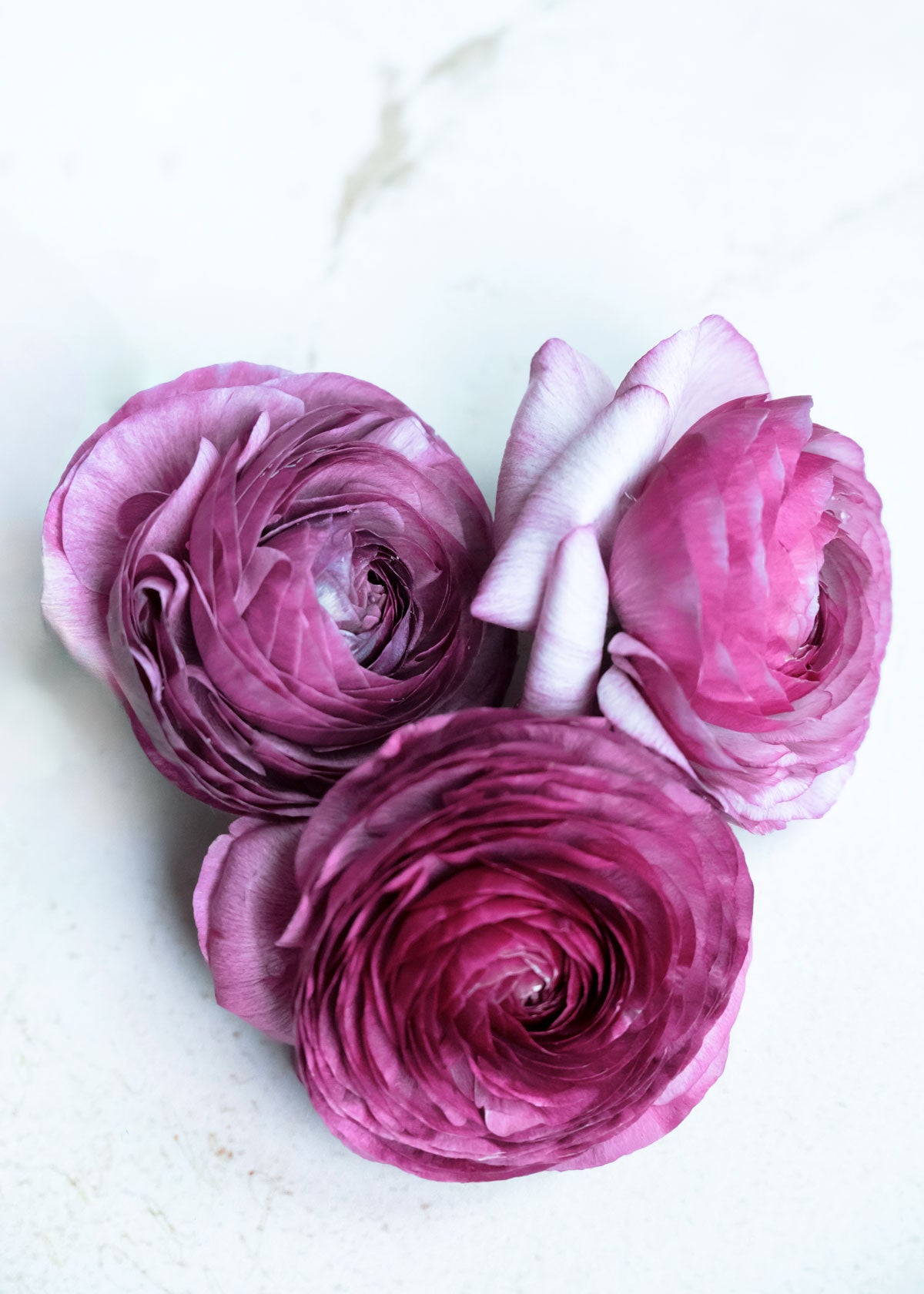 Ranunkel "Purple Jean" – 10 Krallen