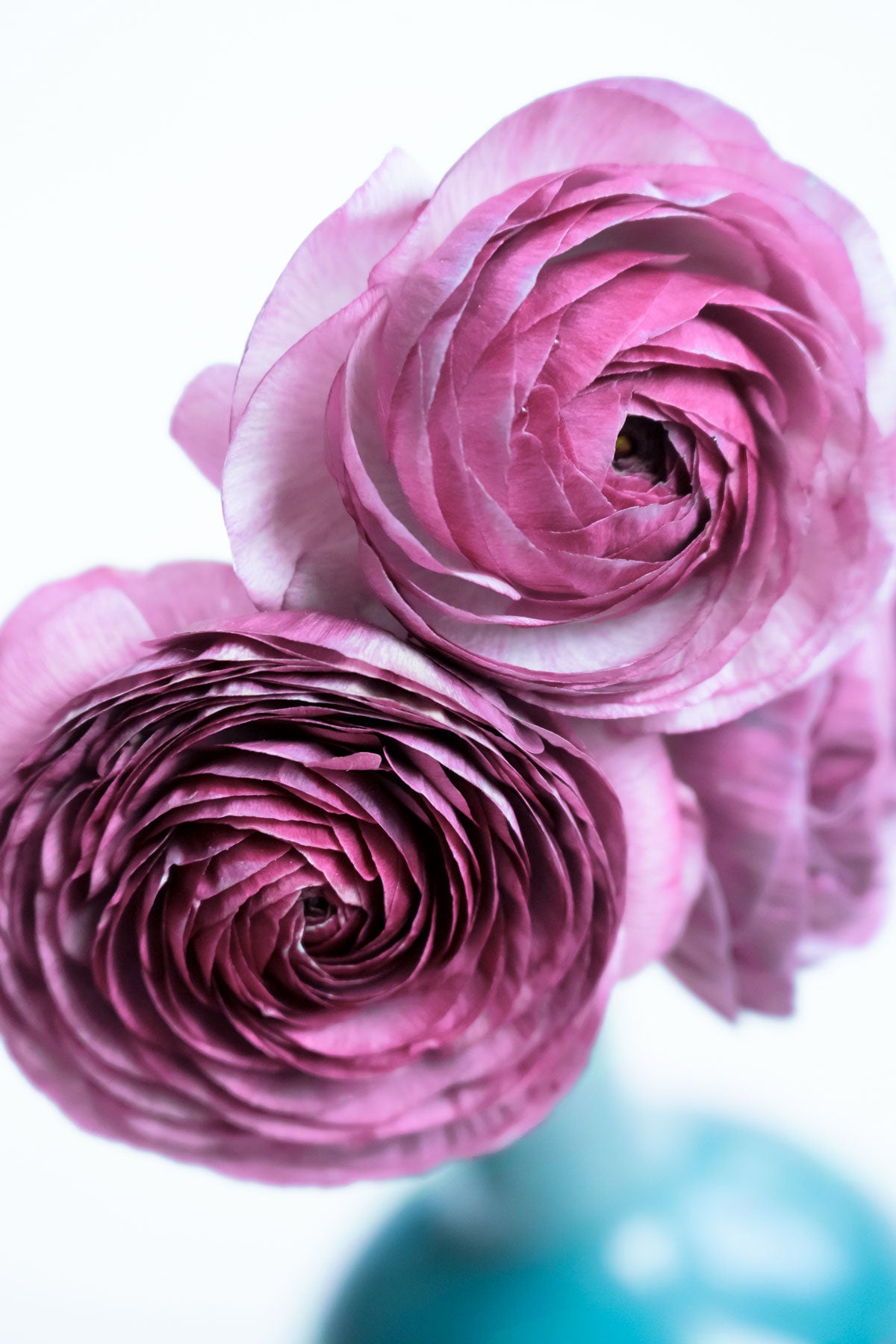 Ranunkel "Purple Jean" – 10 Krallen