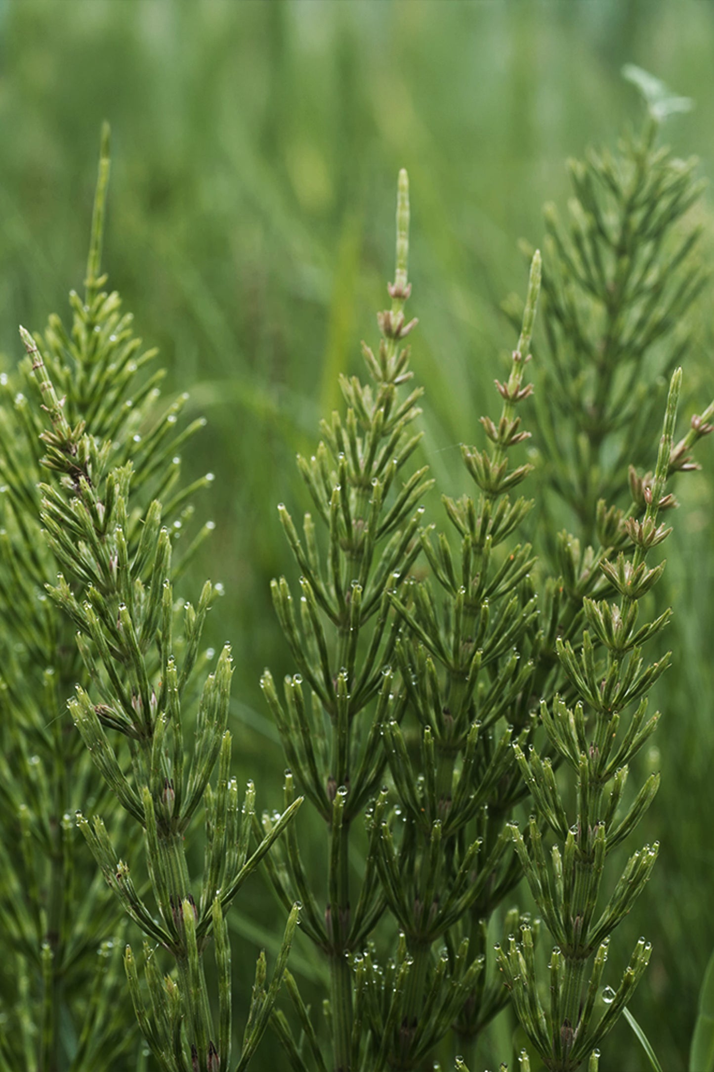 Bio Schachtelhalm-Pellets