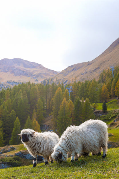 Frostschutz-Vlies 100% Schafwolle