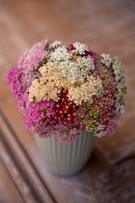 Schafgarbe "Summer Berries"