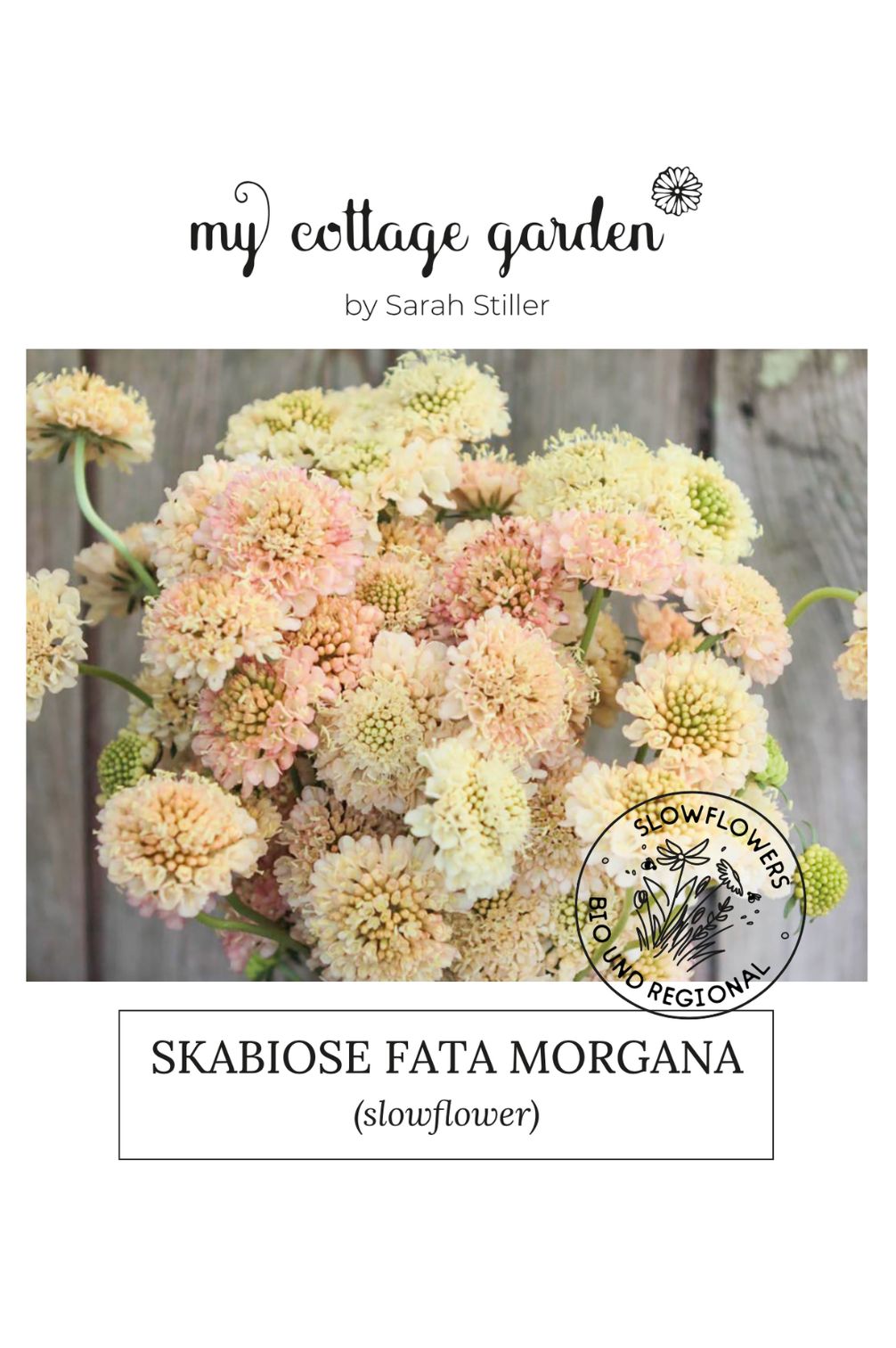 Abbildung Samenpackung Skabiose Fata Morgana von My Cottage Garden.