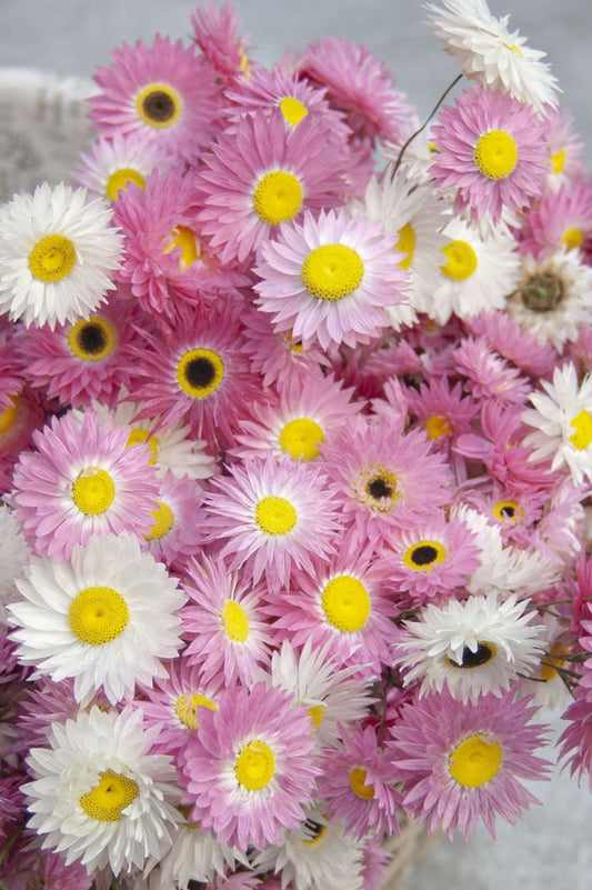 Sonnenfluegel  Blueten in weiss und rosa