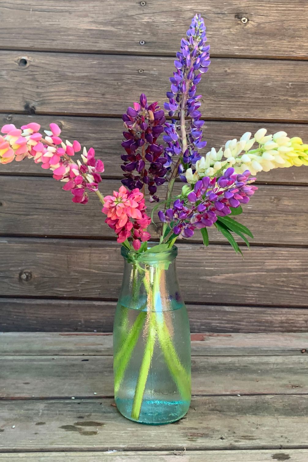 Staudenlupine – bio