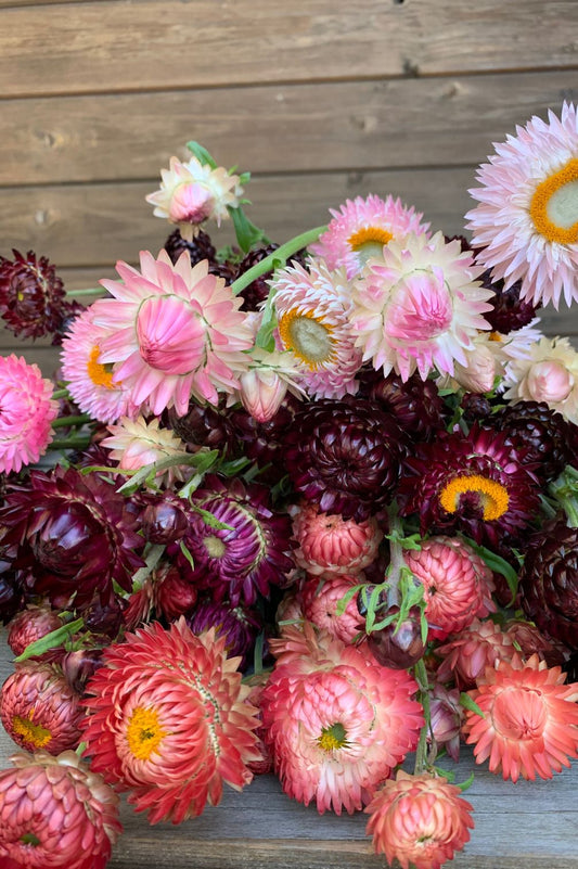 Eine bunte Mischung Strohblumen