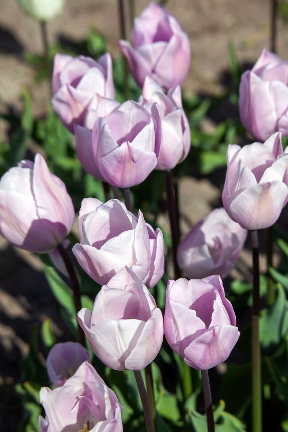 Tulpe "Silver Cloud" – 10 Zwiebeln