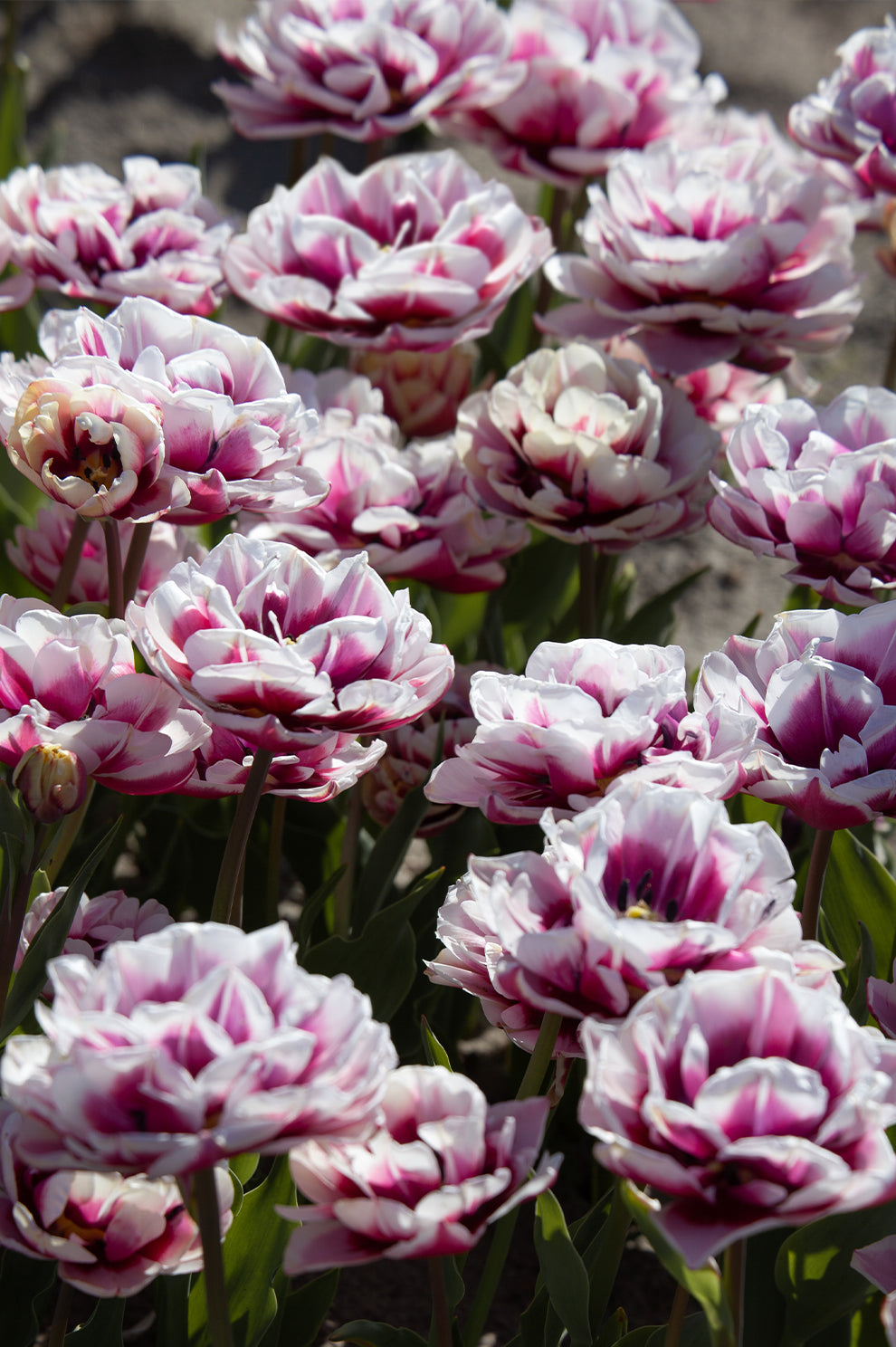Tulpe "Pistache" – 5 Zwiebeln